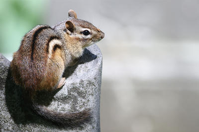 Eastern Chipmunk with bug on nose © Aranya Karighattam