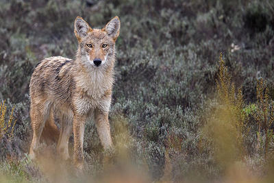 Coyote with wet fur on Newburyport beach © Jason Gilbody