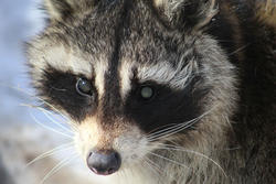 Raccoon © Daniel Ferreira