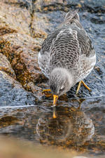 Purple Sandpiper © Davey Walters