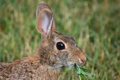 Eastern Cottontail rabbit eating grass © Thomas Bomer