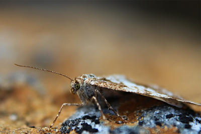 Geometrid Moth © Emma Fallon