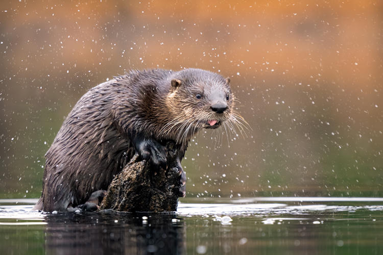 North American River Otter at Waseeka Wildlife Sanctuary © Ian Barton