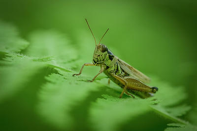 Grasshopper close-up at Moose Hill Wildlife Sanctuary © Deyan Kassev