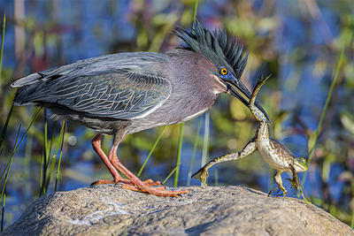Green Heron catching a bullfrog at Daniel Webster Wildlife Sanctuary © Michael Snow