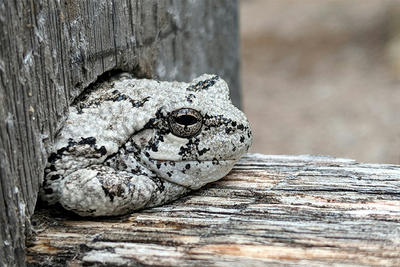 Grey Tree Frog in Stow © Francis Morello
