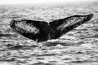 Humpback Whale fluke at Stellwagon Bay © Jordan Kanes