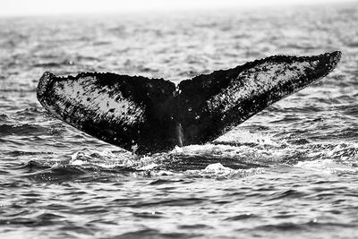 Humpback Whale fluke at Stellwagon Bay © Jordan Kanes