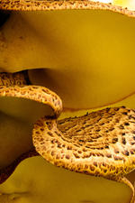 Fungi © Kathryn Dannay