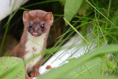 Long-tailed weasel © Martin Culpepper