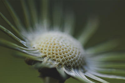 Macro closeup of flower center © Deyan Kassev