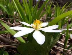 Bloodroot © Maili Waters