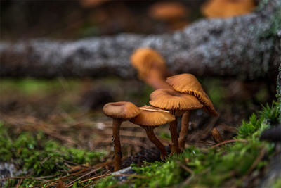 Mushrooms on forest floor at Broadmoor © Sean Henderson