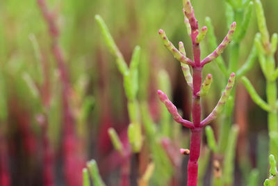 Close-up view of Pickleweed new growth © Alexander Knight