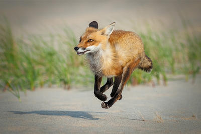 Red Fox on Cape Cod © Victor Zigmont