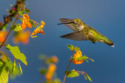 Ruby-throated hummingbird © Bernard Creswick