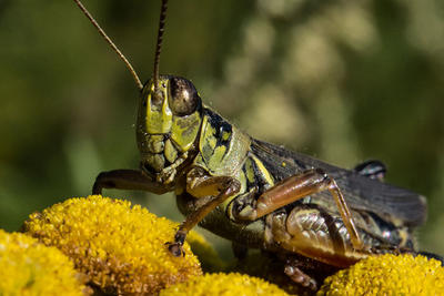 Short-horned grasshopper © Robert Killam
