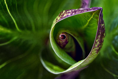 Top-view of center leaf whorl in a Skunk Cabbage © James Doucett