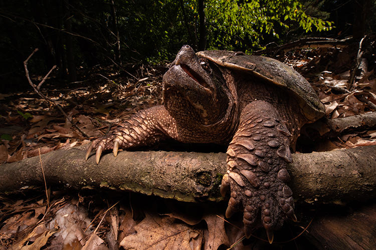 2020 Photo Contest Winner - Snapping Turtle © Patrick Randall