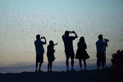Sunset swallow flight at Plum Island © Alan Nelson