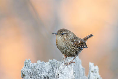 Winter Wren in Hamilton © Davey Walters