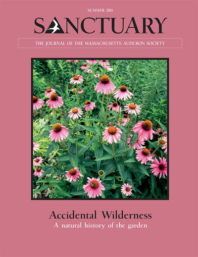 Sanctuary Magazine - Summer 2011 cover