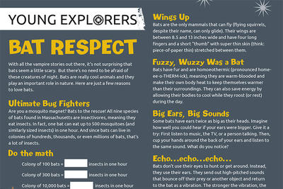 Young Explorers Activity Sheet - Bat Respect
