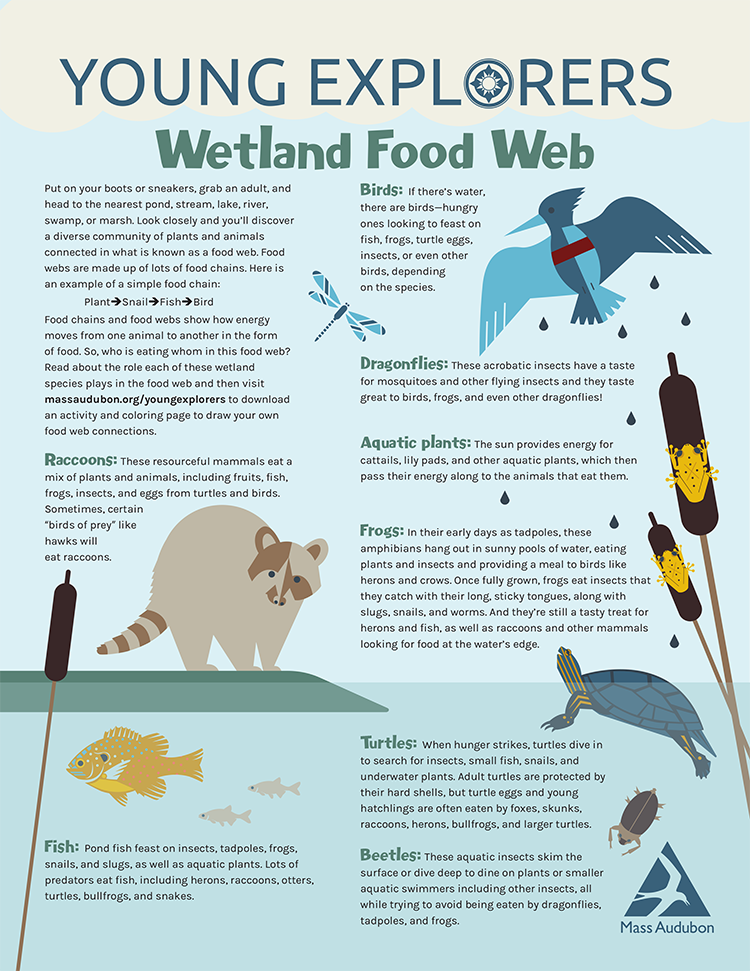 Young Explorers - Wetland Food Web activity page