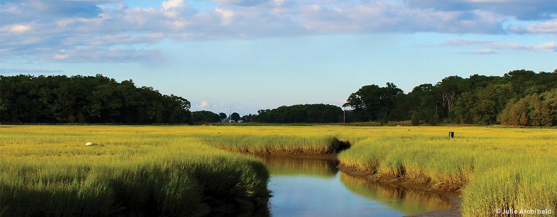 Losing Ground VI cover image of wetland near road © Julie Archibald
