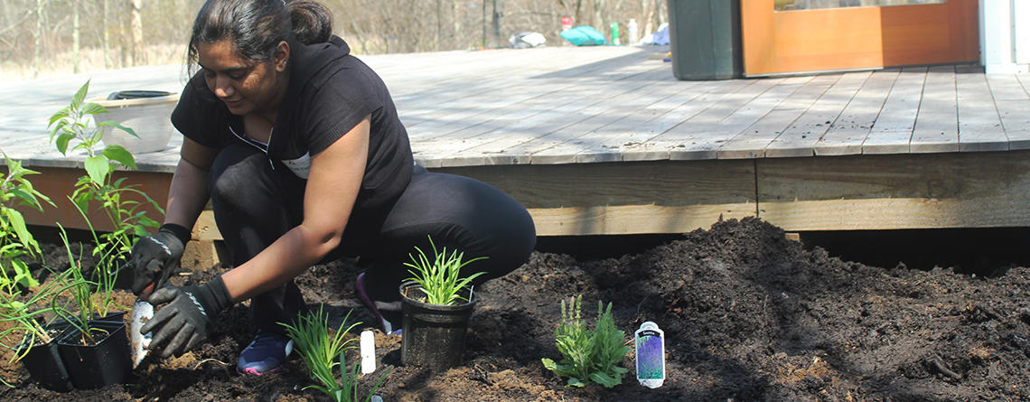 A volunteer planting in the pollinator garden at Oak Knoll Wildlife Sanctuary