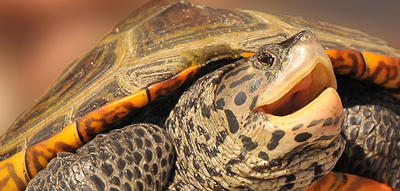 Close-up image of an adult Diamondback Terrapin Turtle