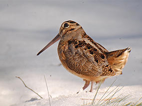 American Woodcock © Jonathan Eckerson