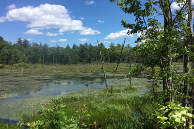 Beaver pond on the newly protected land near Whetstone Wood Wildlife Sanctuary