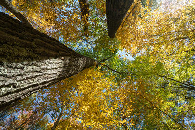 Broad Meadow Brook's Big Oak in autumn
