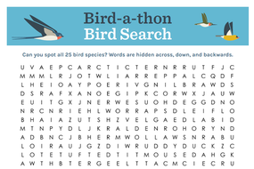 BirdSearch22Image-750crop