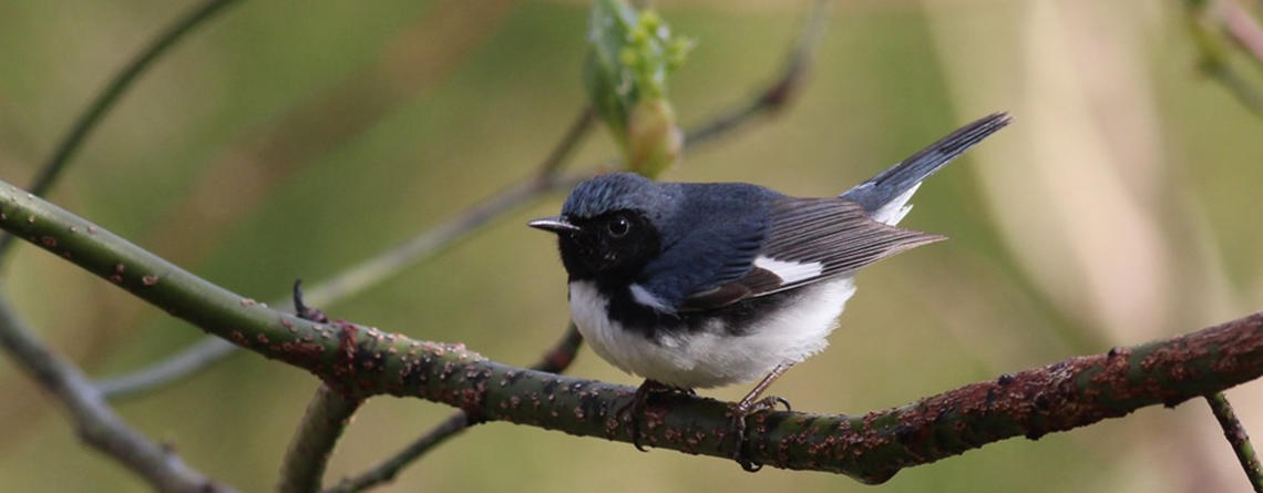 Black Throated Blue Warbler by Jenette Kerr