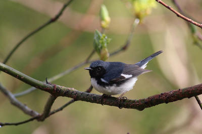 Black Throated Blue Warbler by Jenette Kerr