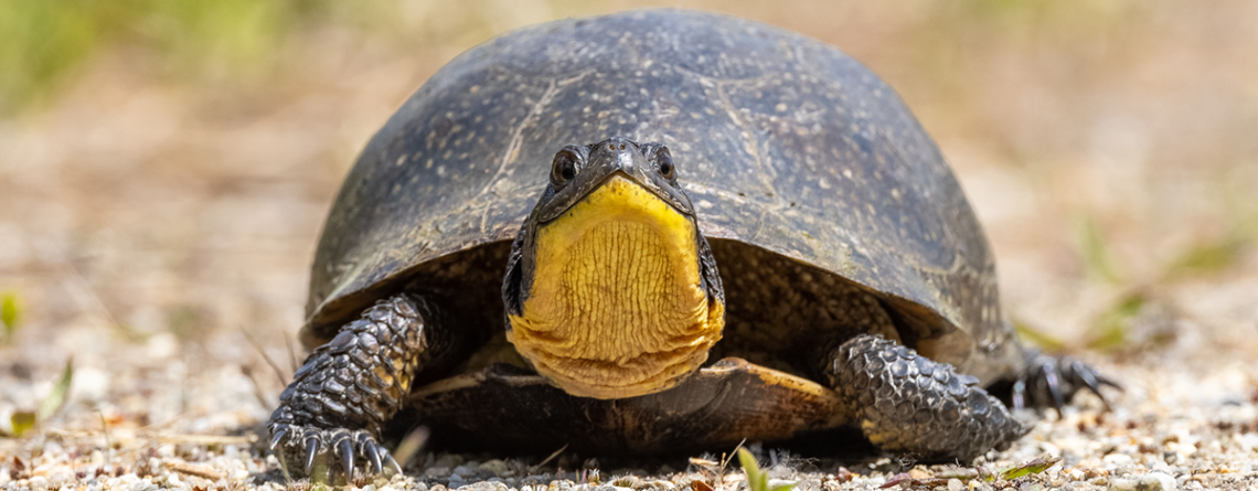 Blanding's Turtle © Matt Sabourin