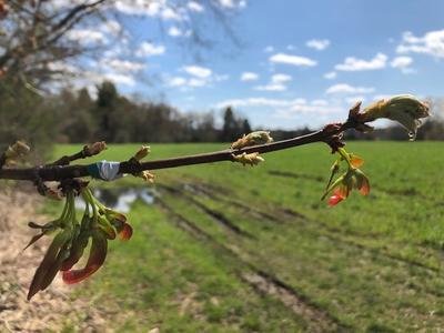 Budding leaves on a branch