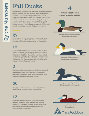 By the Numbers - Fall Ducks