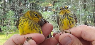 Two warblers perched on a person's hands