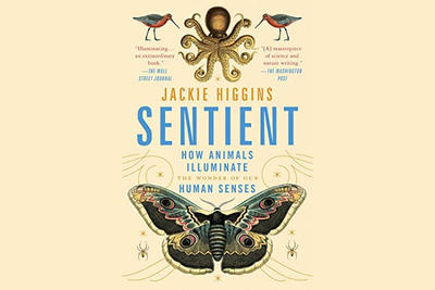 Cover of Sentient by Jackie Higgins