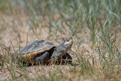 Diamondback Terrapin © Patrick Randall