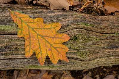 Orange leaf on a tree in the woods © Steve Mulder