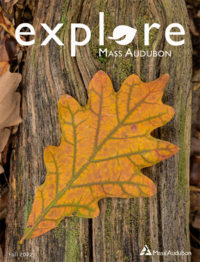 Explore - Fall 2022 cover with orange leaf on tree bark