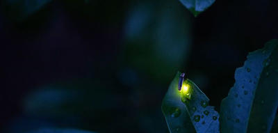 Glowing firefly on a leaf at night