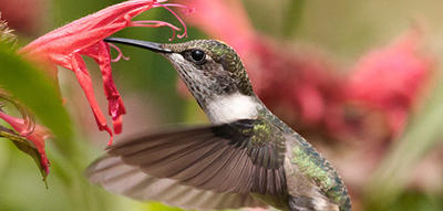 Hummingbird © Eduardo del Solar