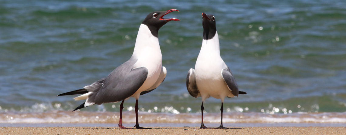 Laughing Gulls © Jessica Johnson