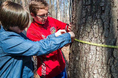 Two students measuring a tree trunk