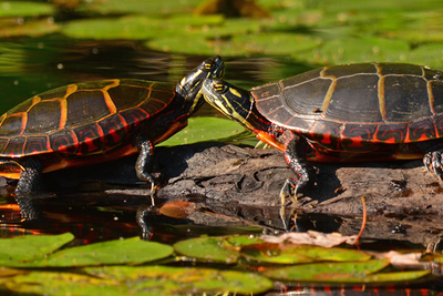 Painted Turtles © Richard Alvarnaz